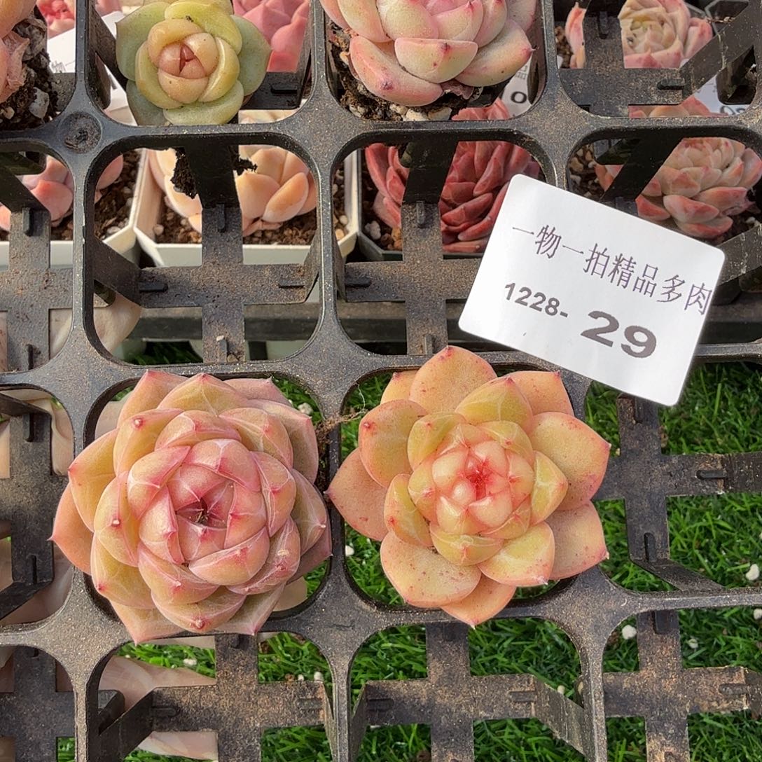 1228-29多肉一物一拍2颗