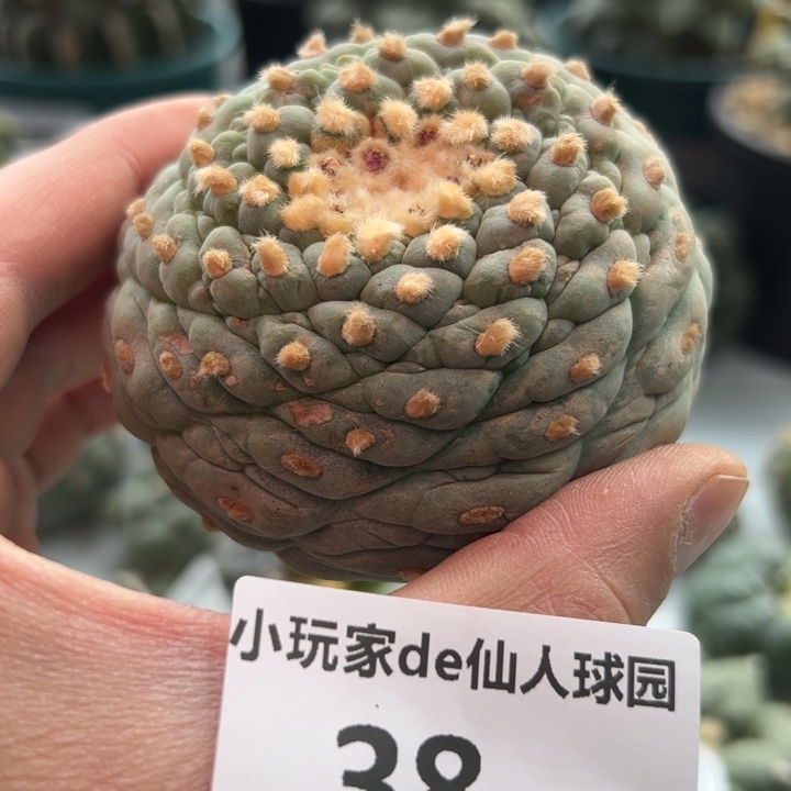 38可节后发货 可帮发根