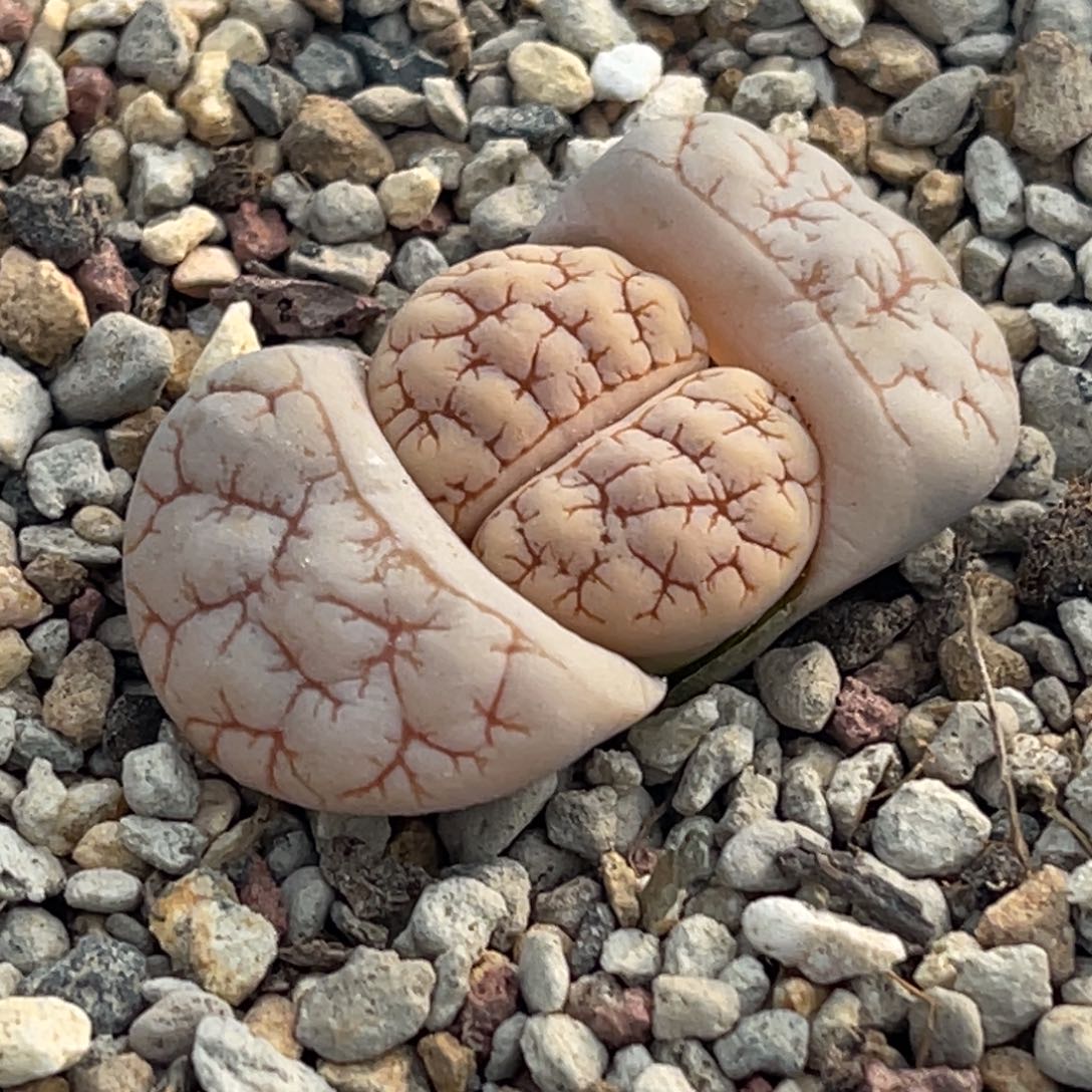 7352凹凸红纹蛙哥189一颗