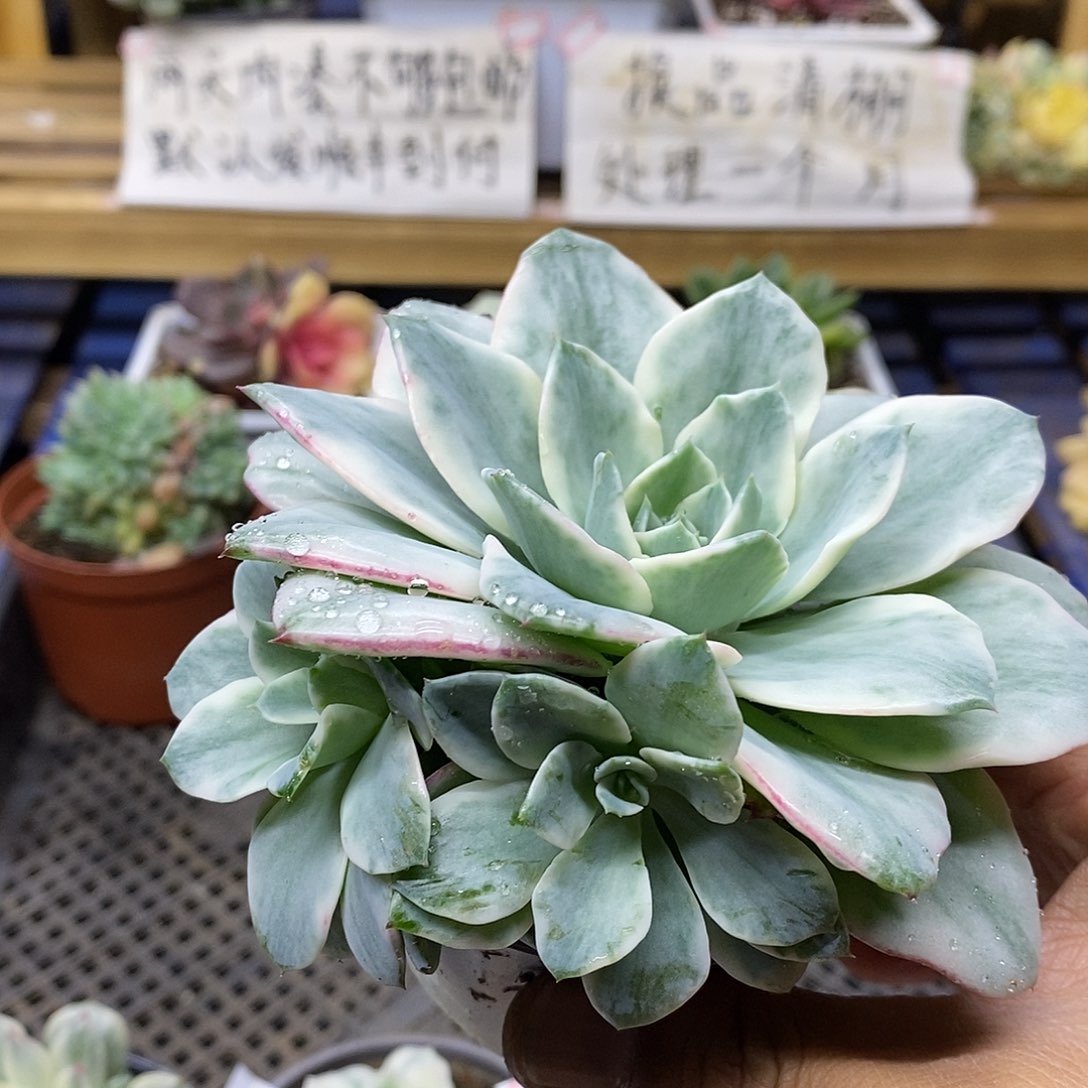 2820 奶油黄桃覆轮锦自然群 需延时发货