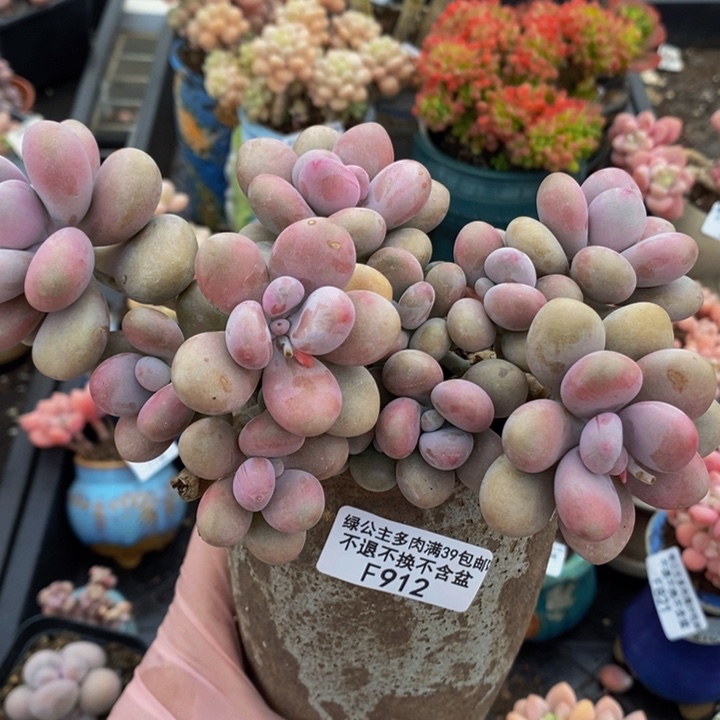 桃蛋老桩有砍13cm912多肉植物