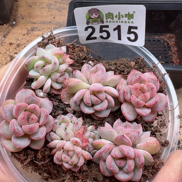 多肉植物多肉植物