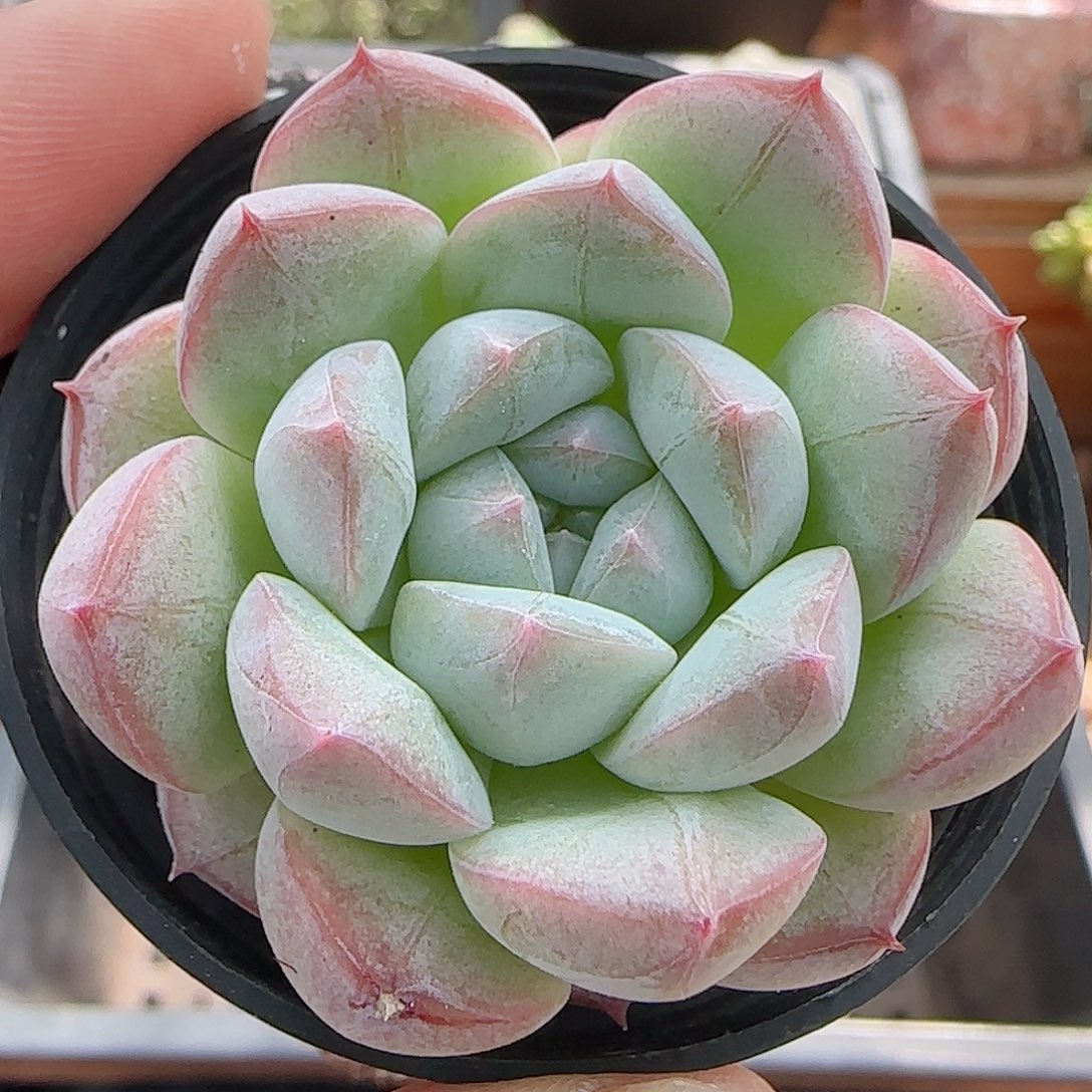 多肉0908-190暗纹系
