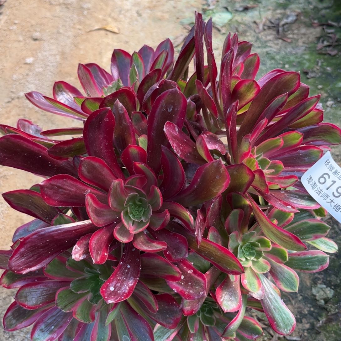 619赤霞飞多肉植物法师