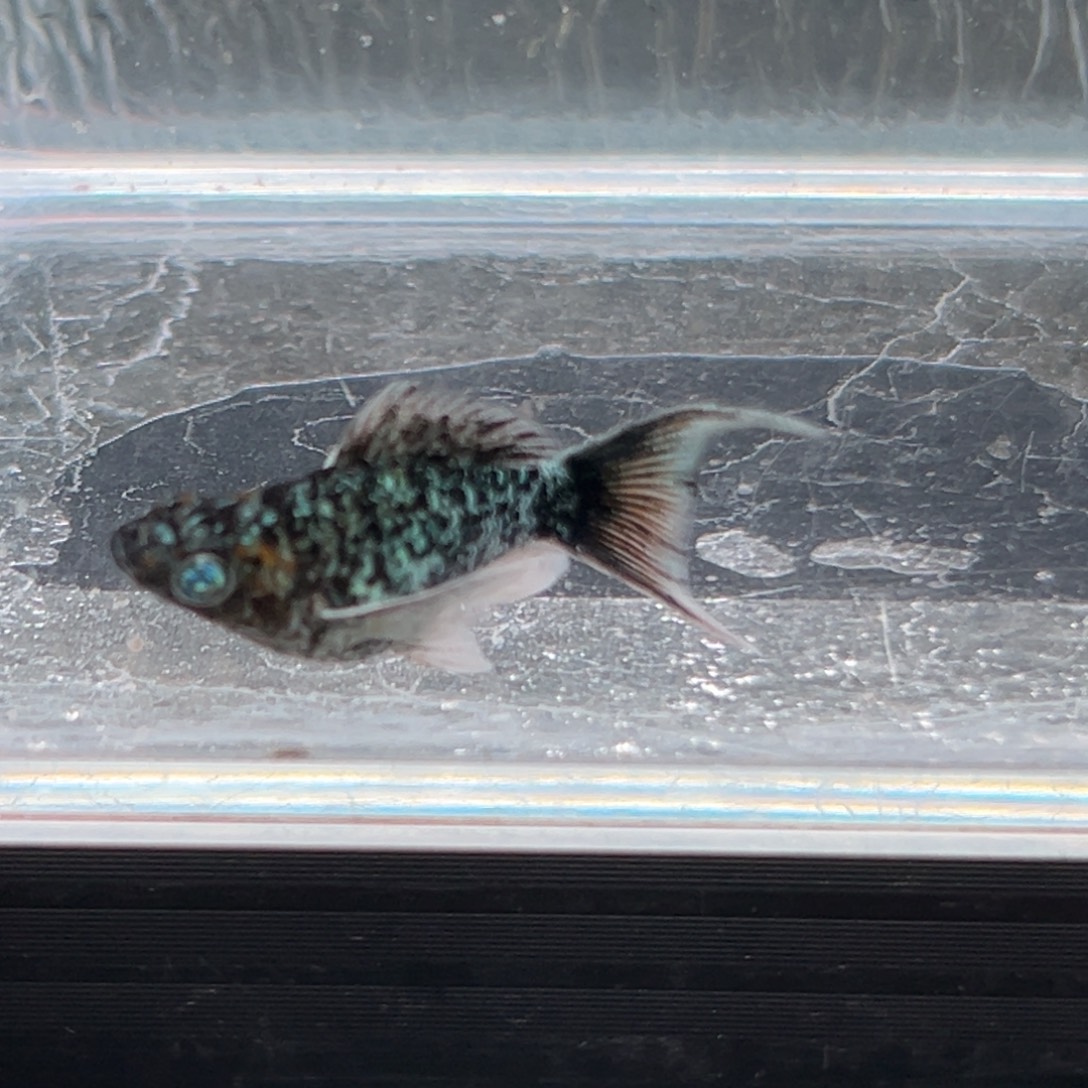 孔雀鱼玛丽鱼一条五彩奶牛母