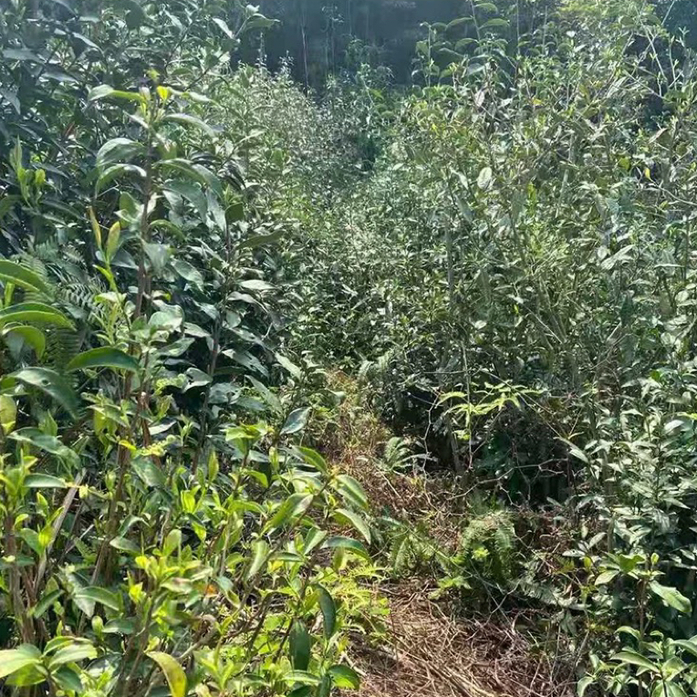 （养15天发货）2025年寒秋高香野寿眉贡眉级别纯日晒抛荒白茶白茶