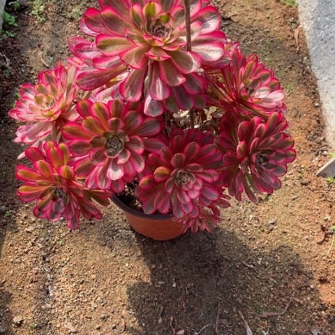 多肉植物白月光锦。