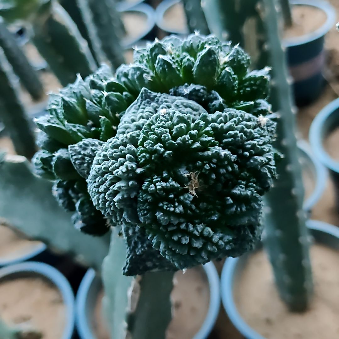 苗接哥斯拉牡丹群一物一拍