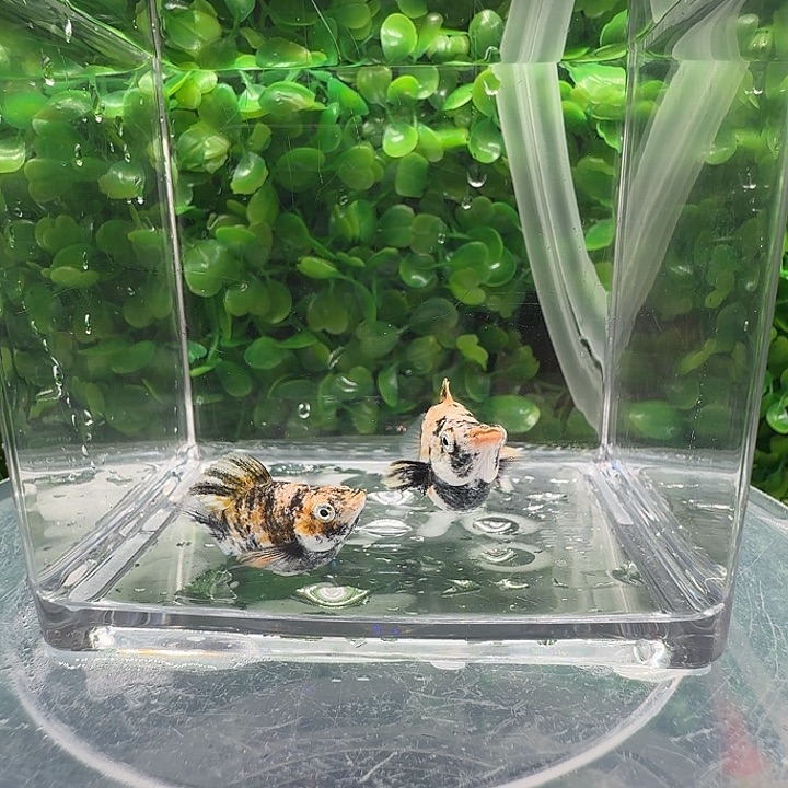 孔雀鱼花老虎一对