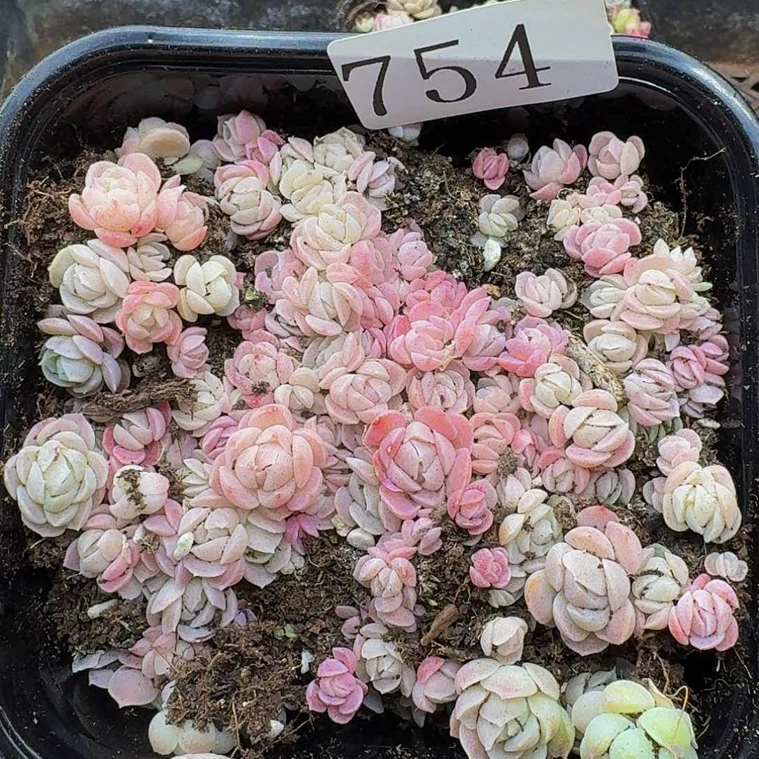 多肉植物多肉植物754