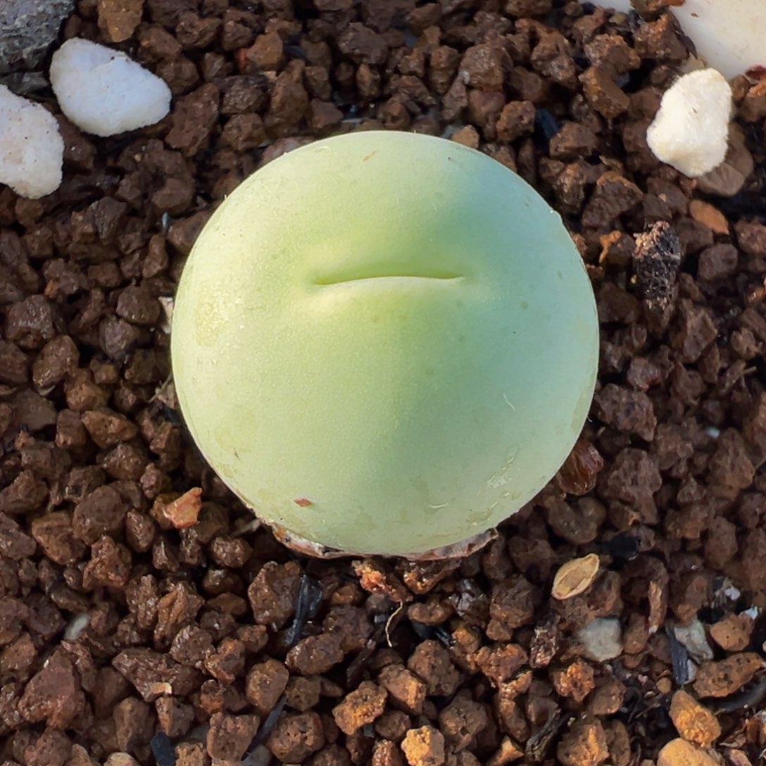 052多肉植物种类多样