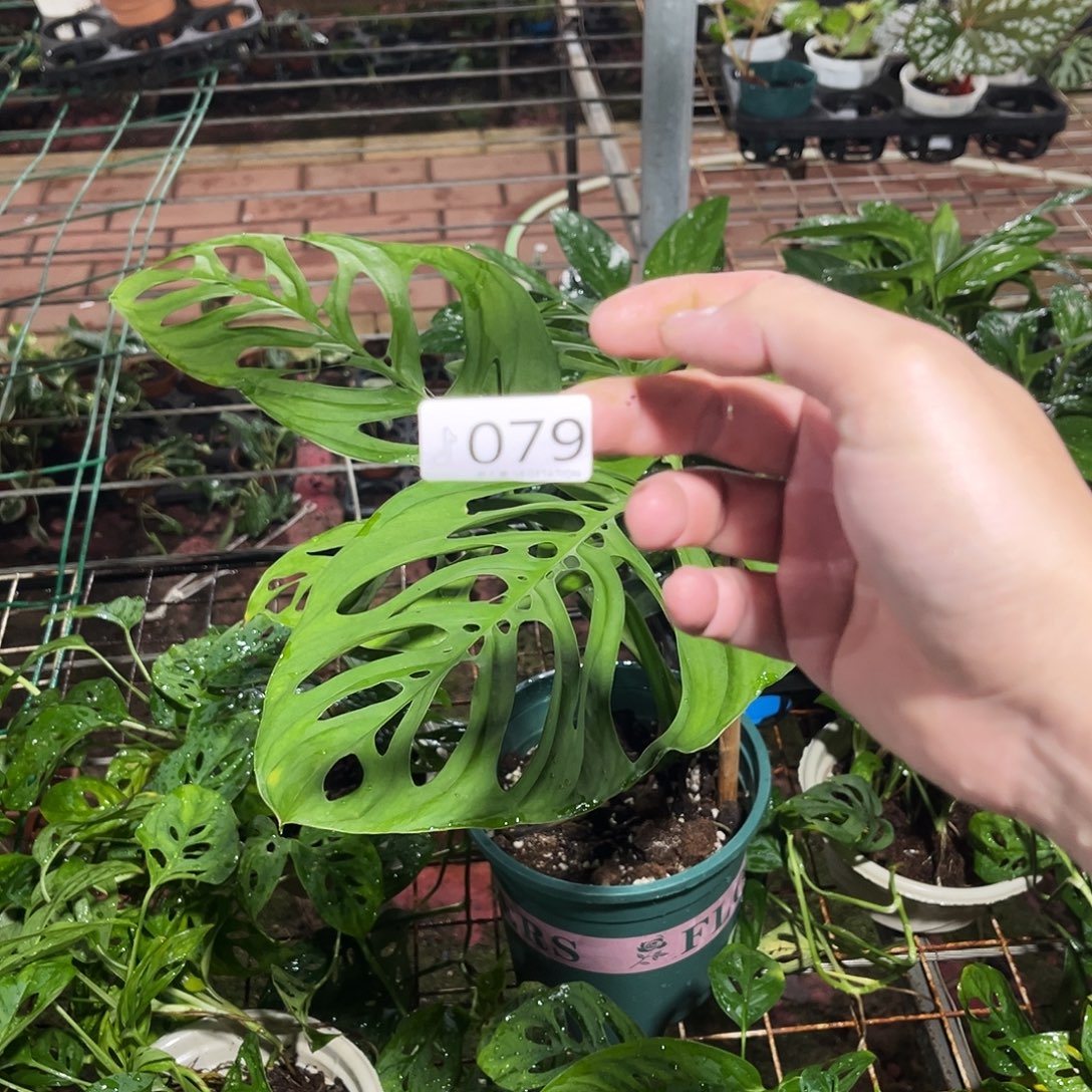 完全开放Me 巨洞079