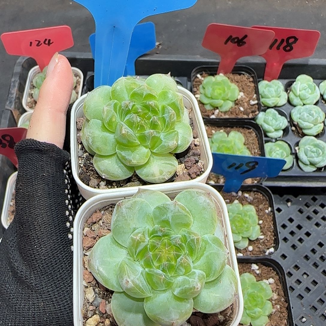 111（月底清仓福利价）哈哈哈哈