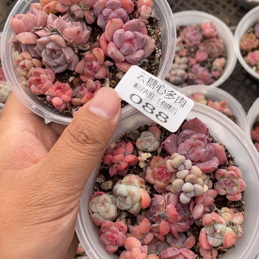 云糖心多肉植物88