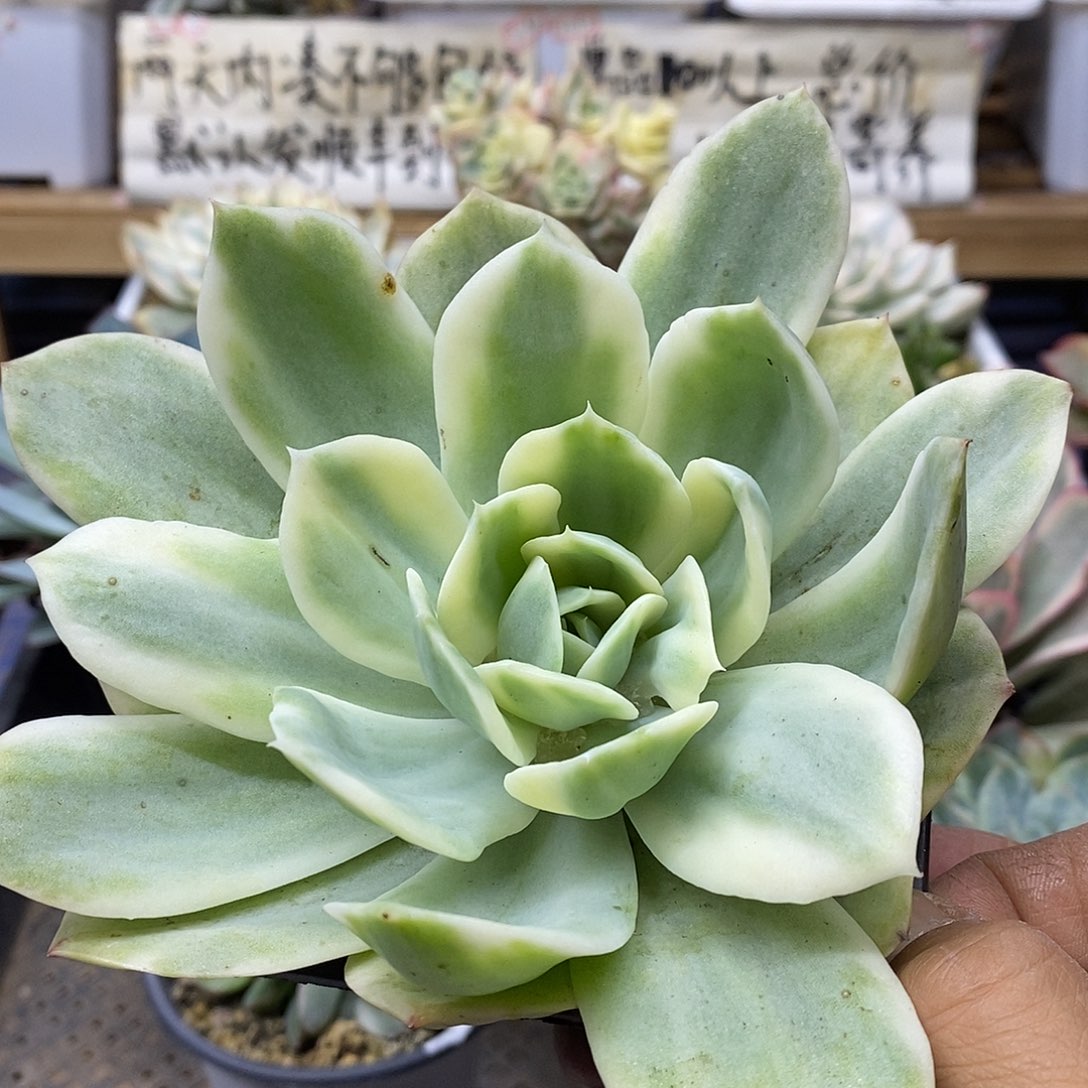 0447 小白龙覆轮锦