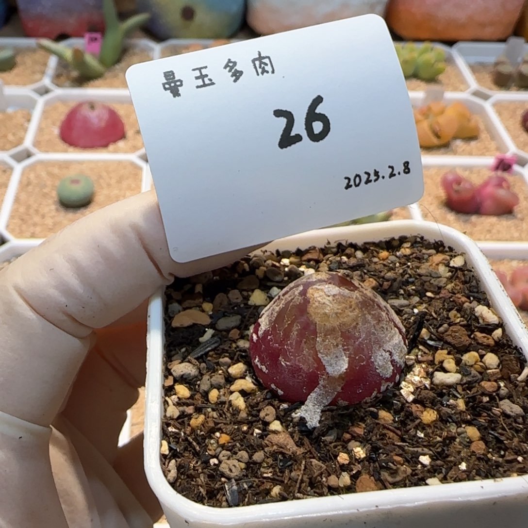 的多肉多肉多肉2.8-026