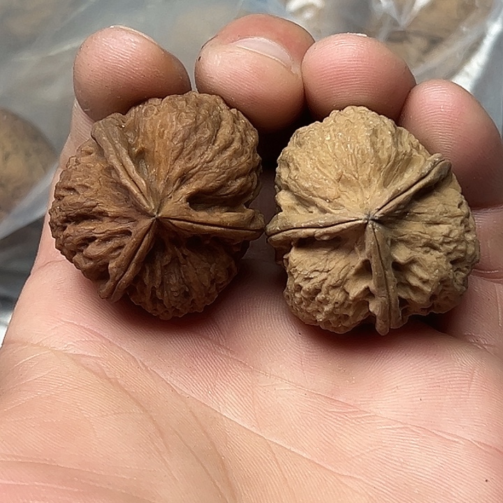 文玩核桃把件37号珊瑚三楞37尺