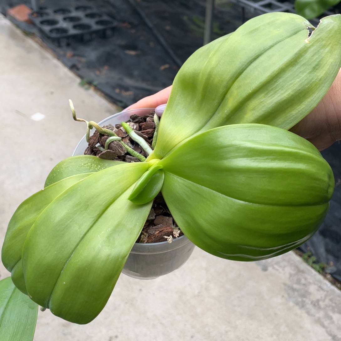 当前无花栽培后可以开花（叶瑕）弥陀紫龙交蓝TT3.5