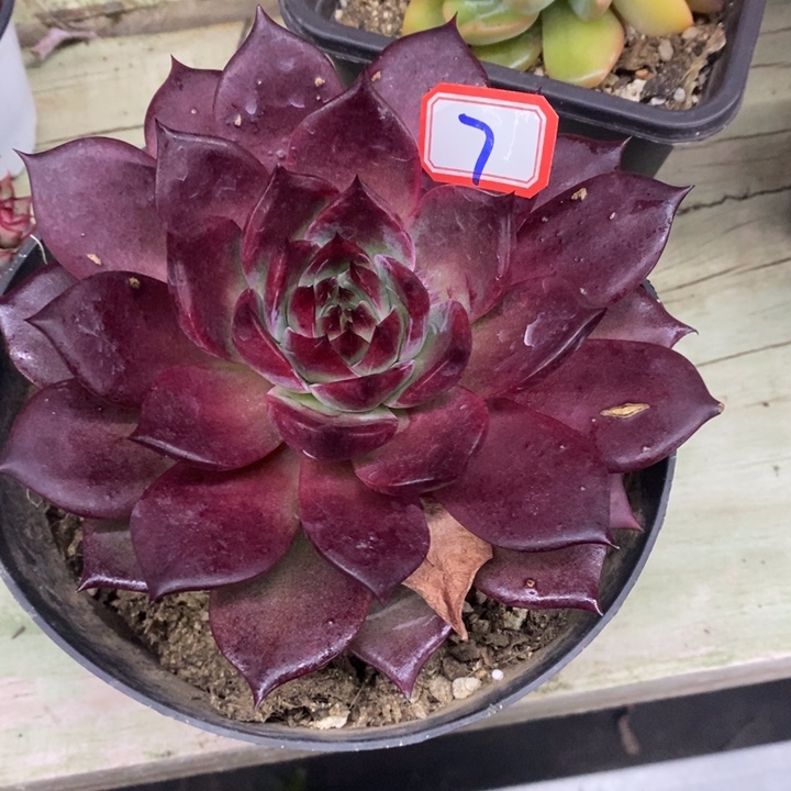 一物一拍多肉夜魔侠15公分多肉