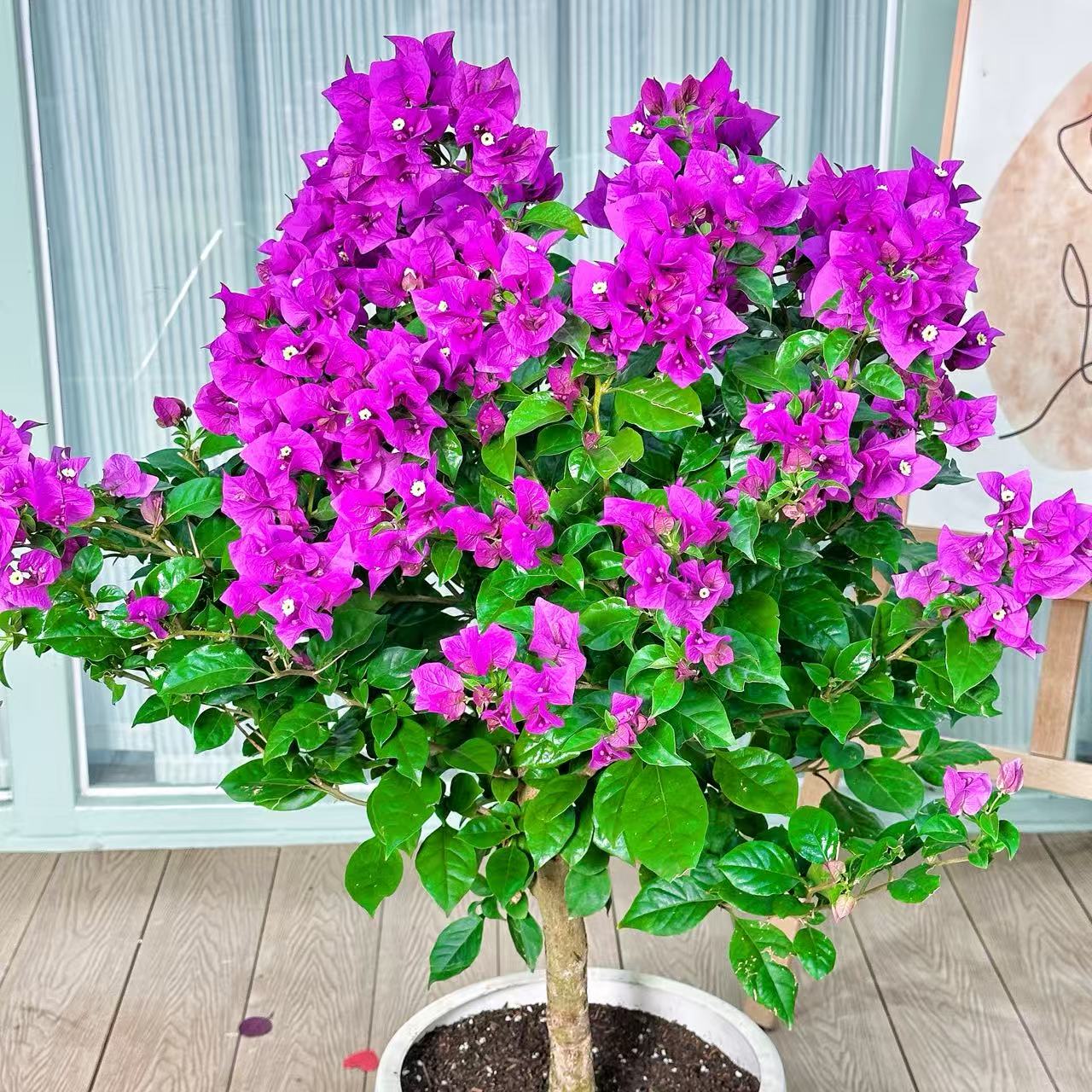 精品云南紫独杆棒棒糖三角梅60-70高度带花苞带花发货老庄苗好养