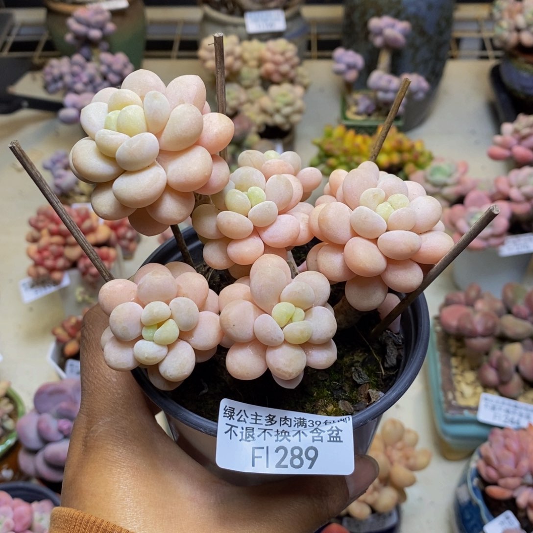 289洛可可多肉8c m