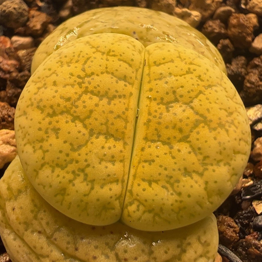 一箭之遥多肉植物百科