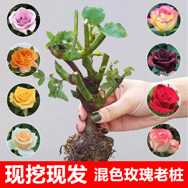  四季开花玫瑰花苗好养活浓香型月季花老桩苗花卉盆栽阳台庭院