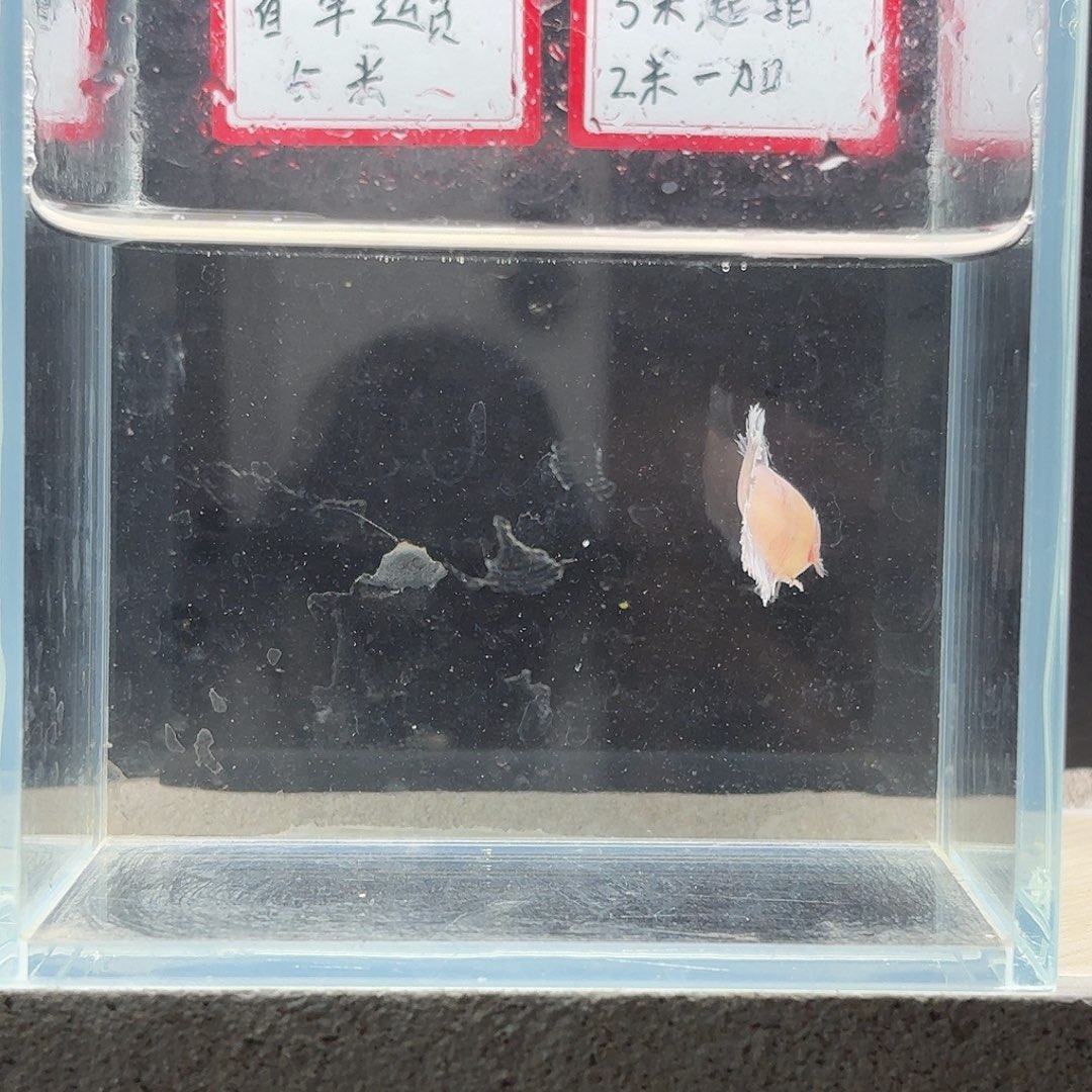 海水鱼鱼万泽水族