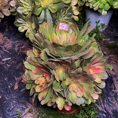 香妃捧花老桩52链接