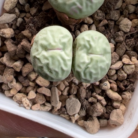 87 好看的肉肉冲冲冲冲冲冲冲冲冲冲