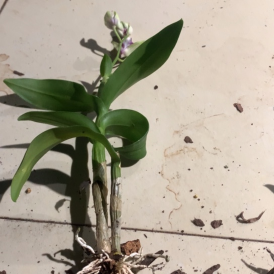 完全开放小幻影龙王2苗裸根