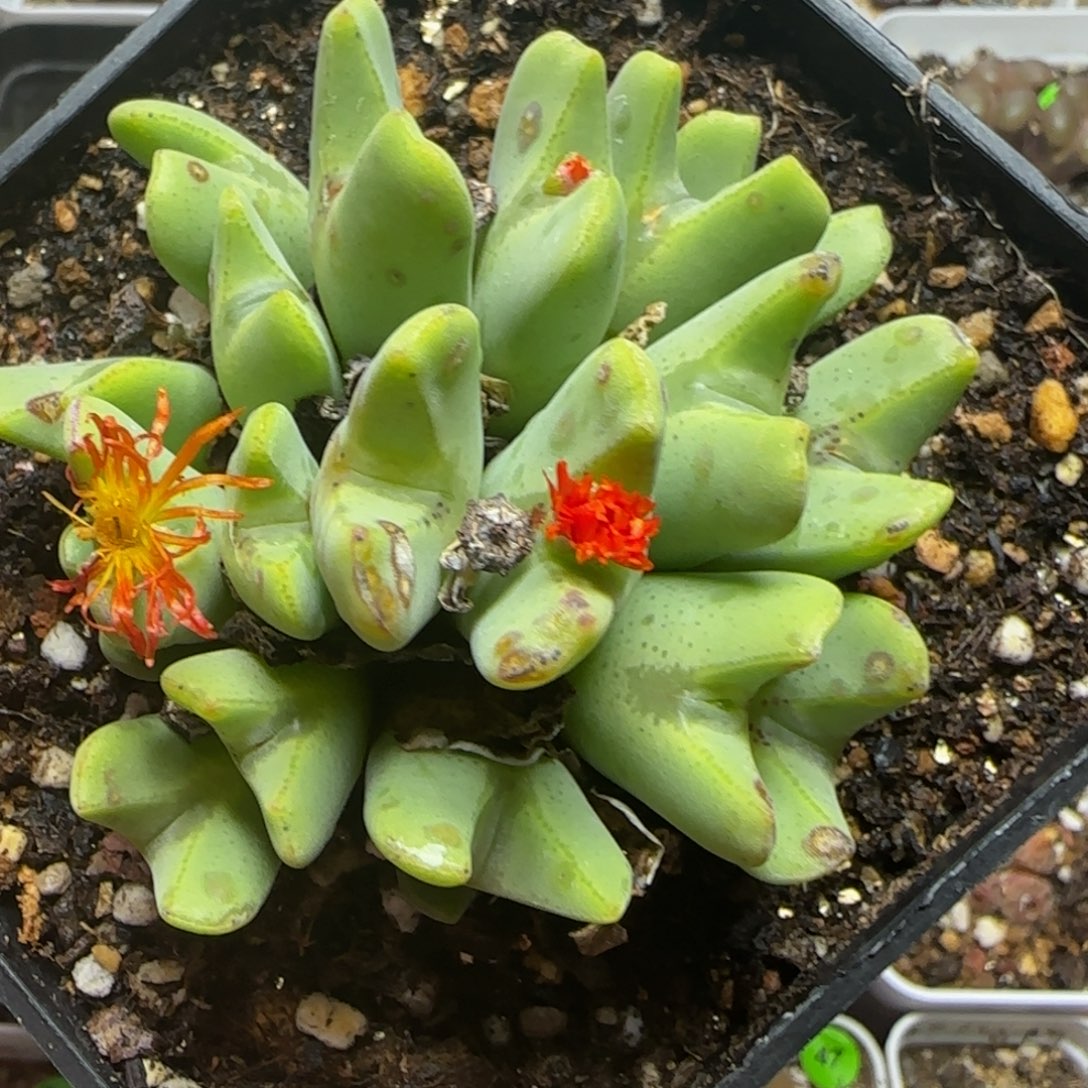 漂漂亮亮多肉植物51