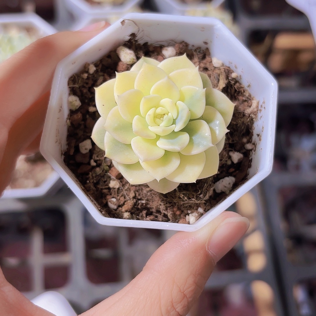 精品粉布偶锦多肉植物