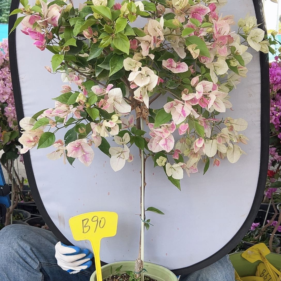 如***娇大部分花苞少量开放B90漳红樱