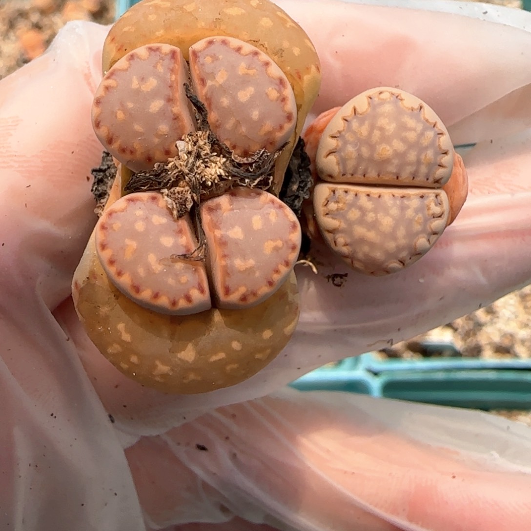 ?***?4.18。饼干。8007