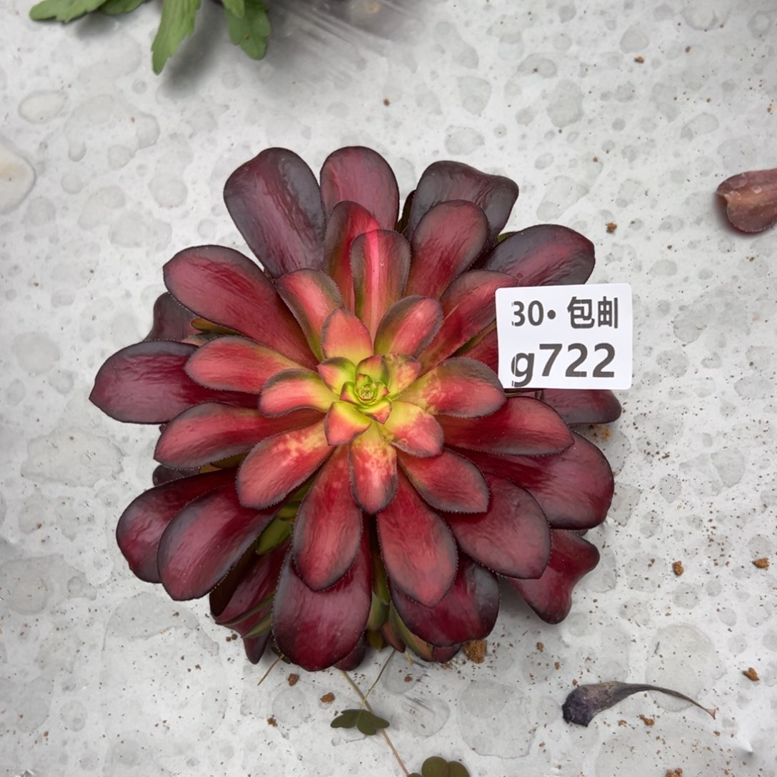 722夕阳多肉法师