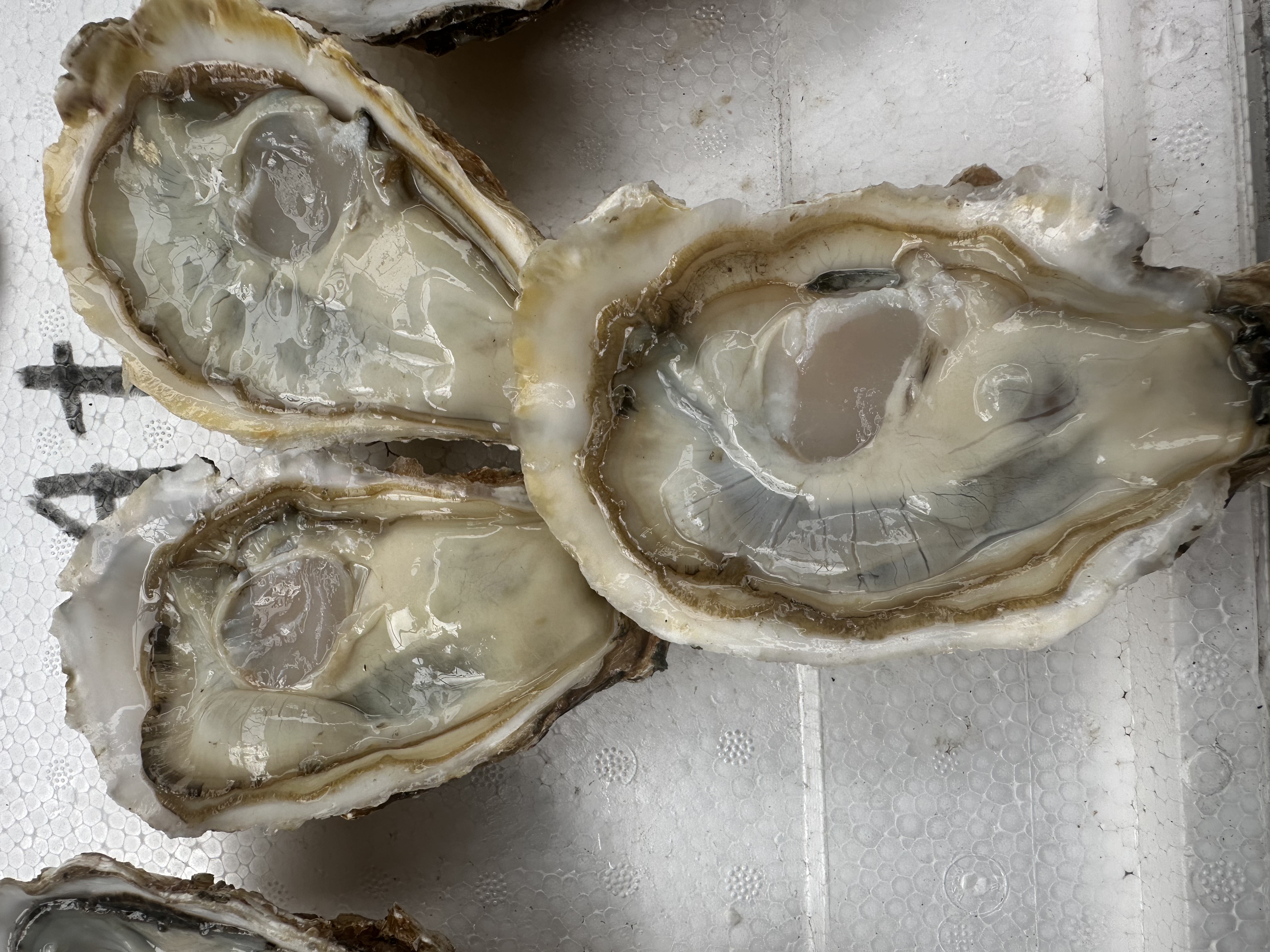 新鲜正宗乳山生蚝鲜活50斤可蒸煮烤海鲜水产海蛎子4+（只发川内）