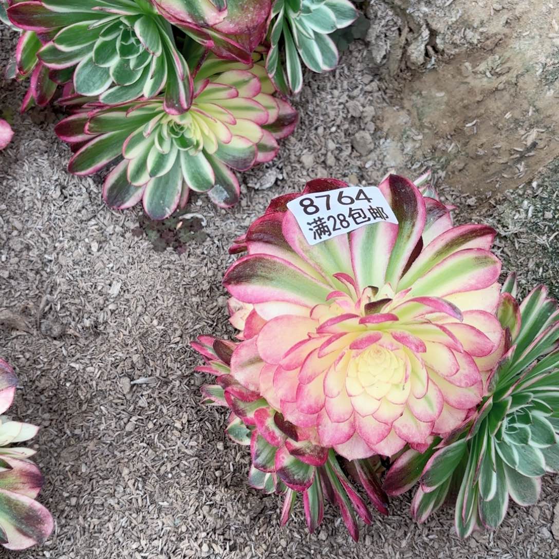 G. 8764海王妖妆多肉