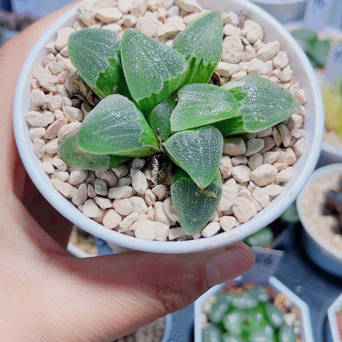 韩***吉蓝光磨面寿锦多肉植物