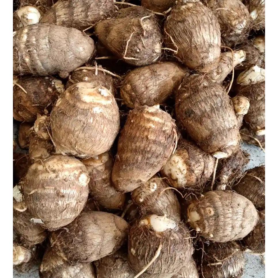 山东牛奶芋头新鲜现挖发货农家自种香糯粉滑时令应季香芋