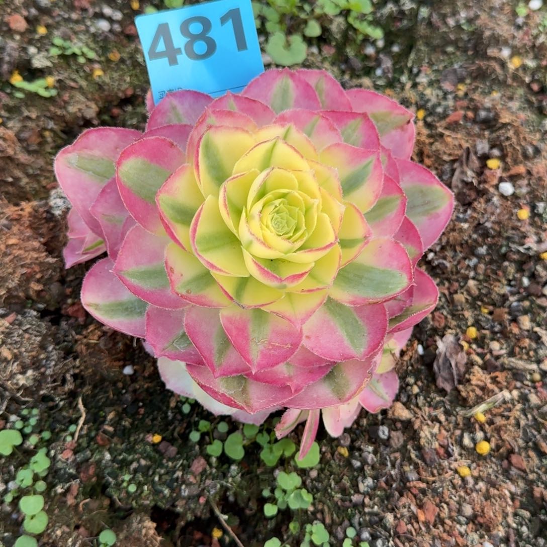 随*481多肉少中月发货