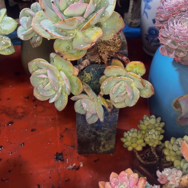 老桩精品肉肉白凤