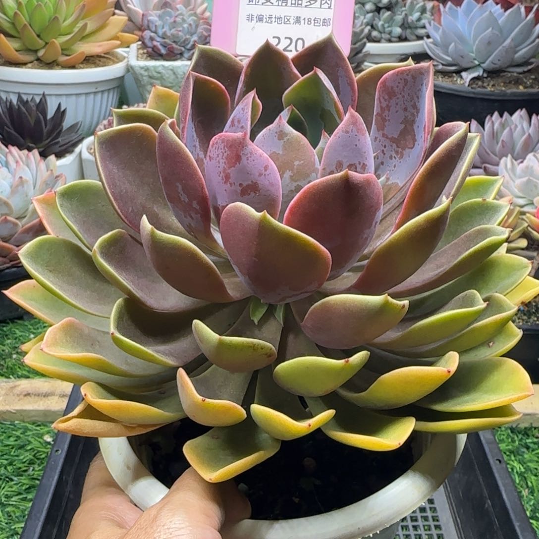锦安精品多肉植物220