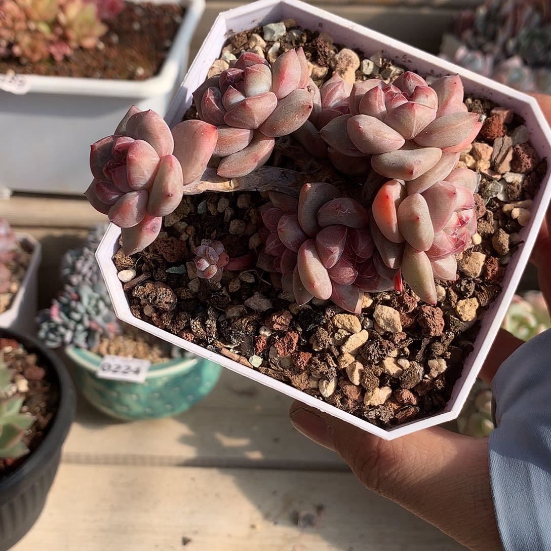 0056石榴籽星影掐心群一棵9厘米