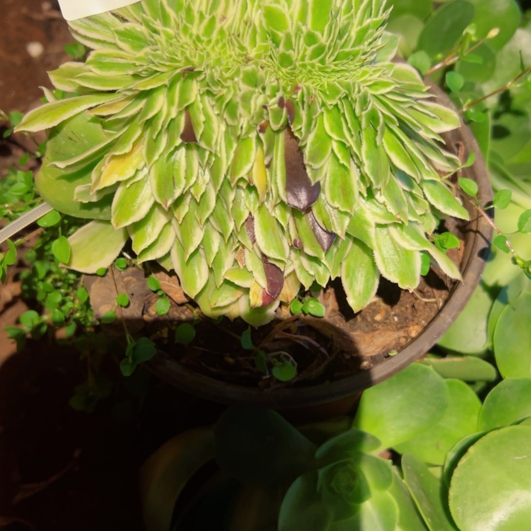 393 号多肉植物法师