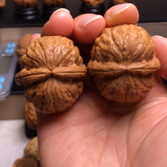 文玩核桃把件金龟玉甲16