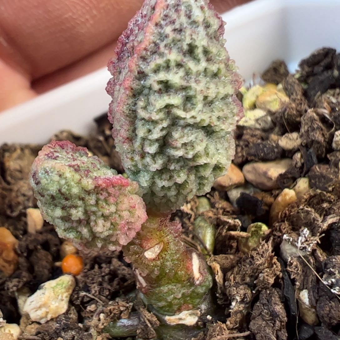 024-1221实生新品多肉植物水泡