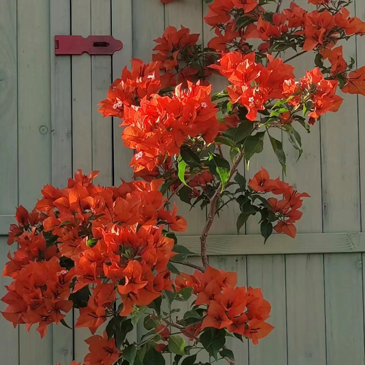 热火 三角梅苗好养易开花花卉基地  【【不带花发货】】