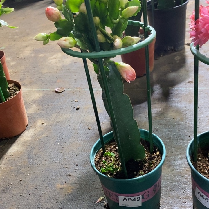 大部分花苞少量开放949嫁接2285