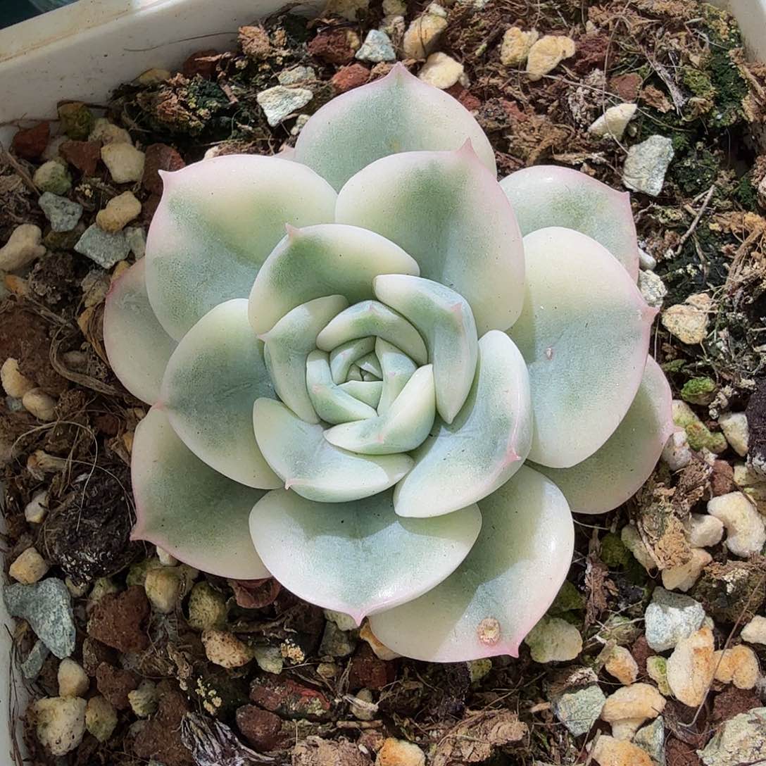 月亮仙子锦，多肉植物